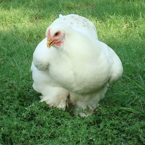 Meet your Posher, Julie